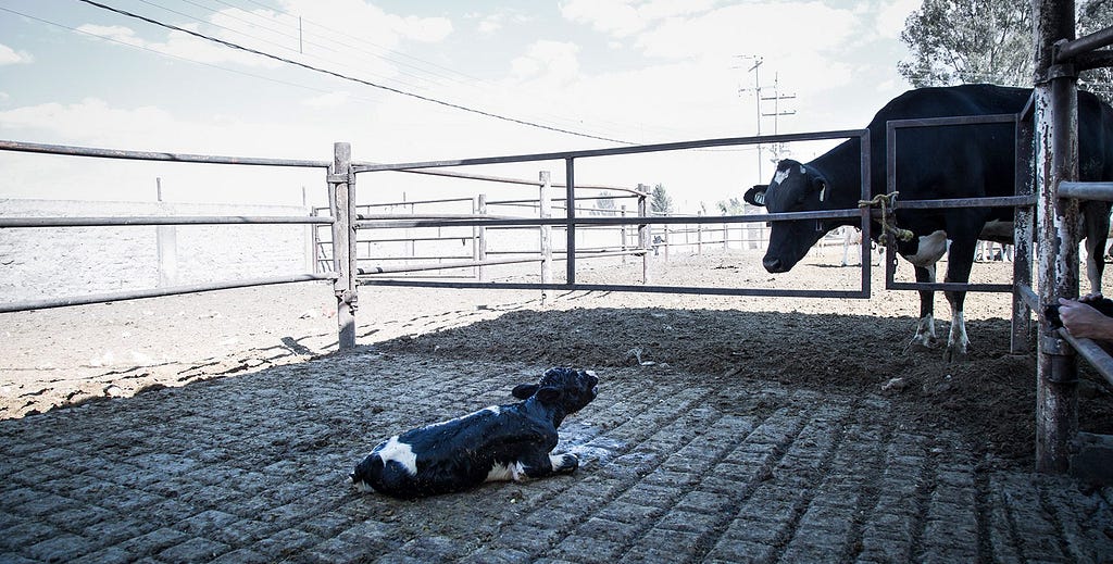 Baby calf calls out for his mother after being torn away after birt