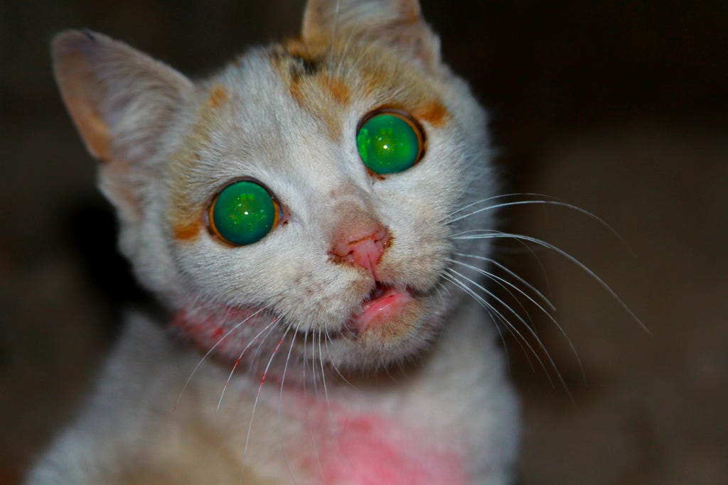 Ethereal looking cat with green eyes.