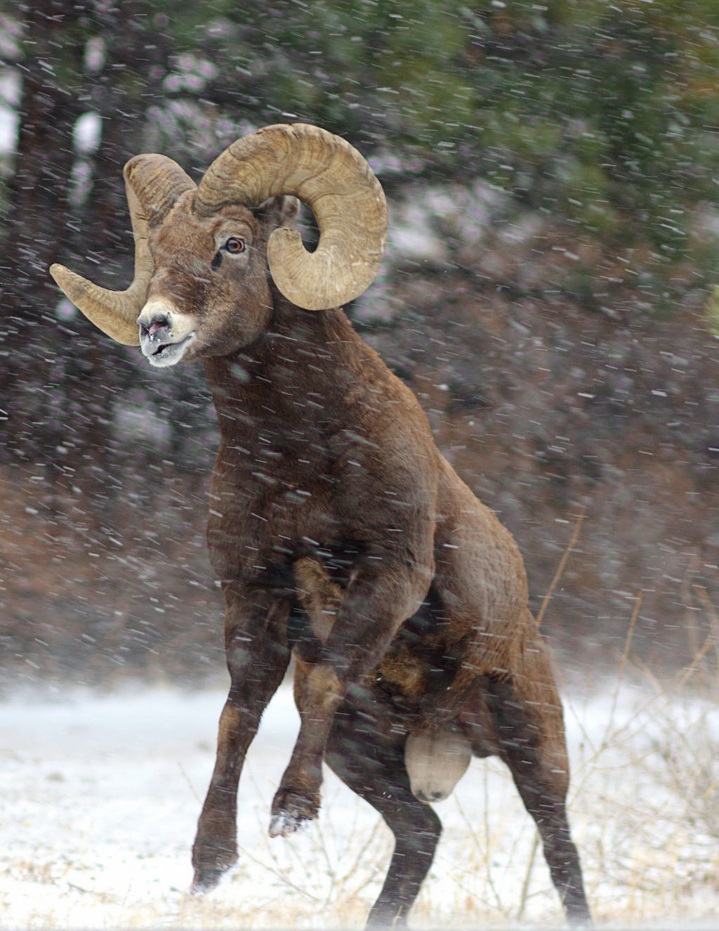 male bighorn sheep leaping in the snow