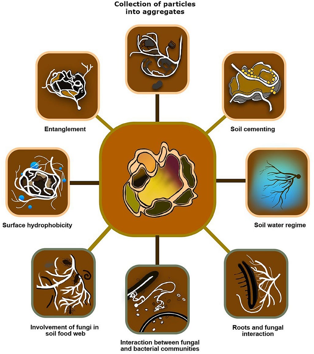 Roles of AMF in soil health.