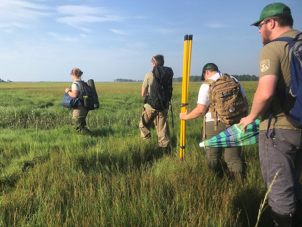 Four people carry equipment navigate the marsh in a line