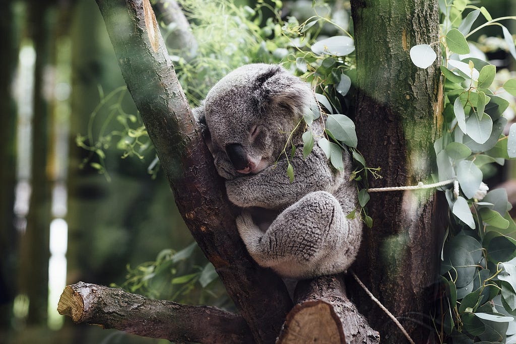A koala sleeping in the fork of a tree, curled up in a ball.