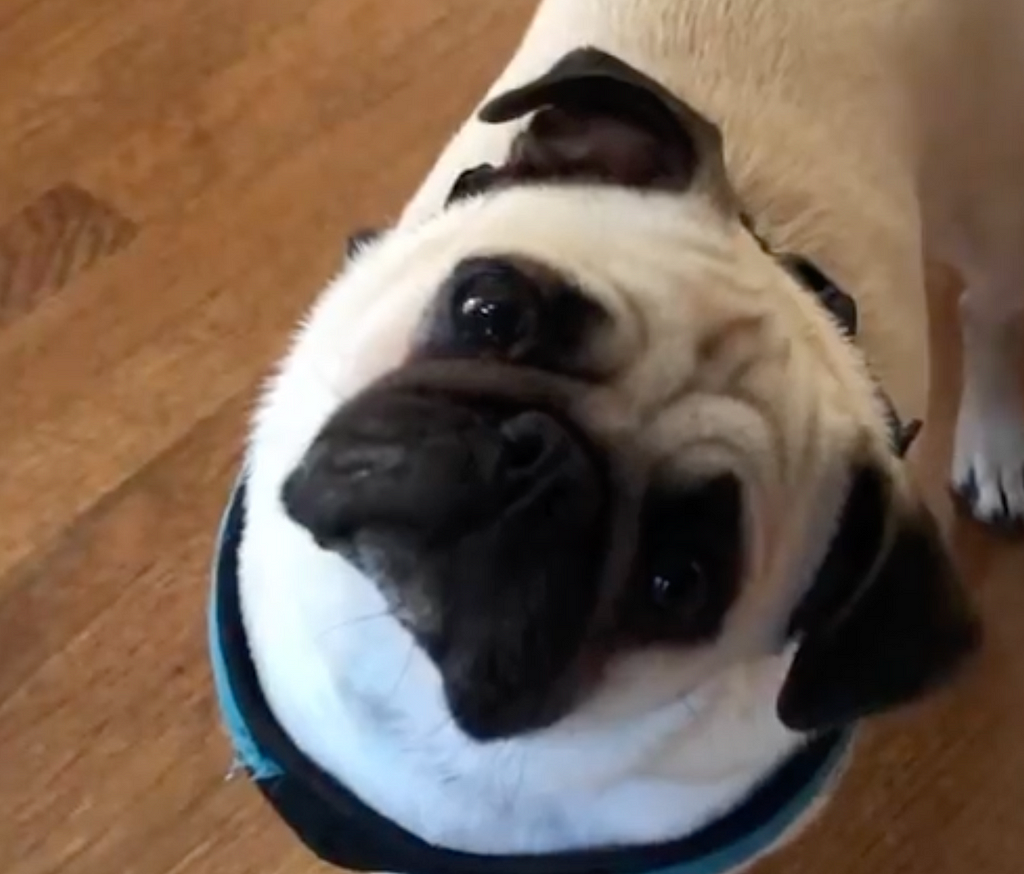 Pug who looks curious with a tilted head