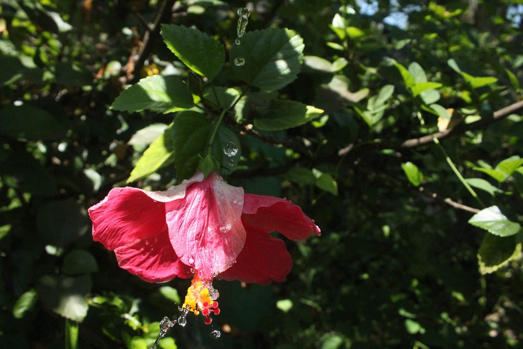 Flower Poetry: An inspiration poem about the flower Hibiscus