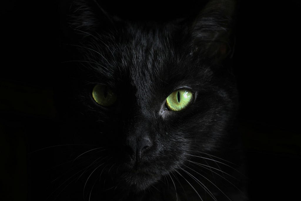 Black cat with green eyes looking intense