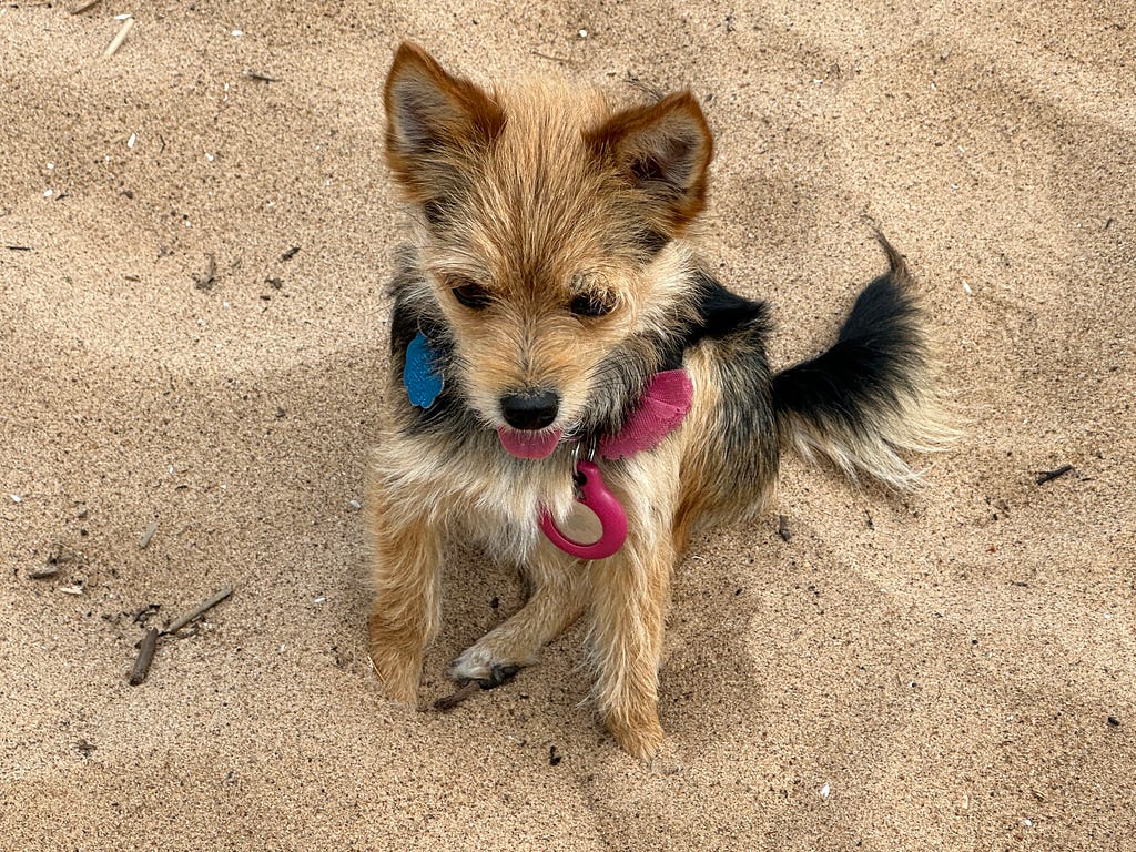 Small dog on the beach.