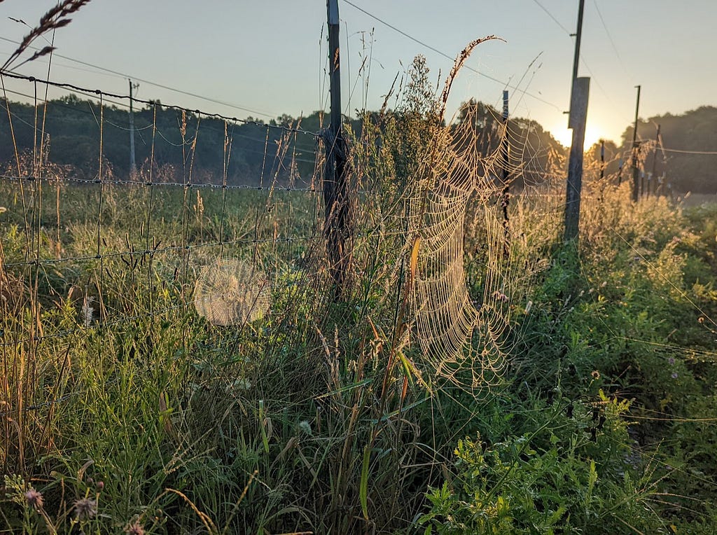 A spider web in a field against the rising sun. Consideration Farm, Consideration, USA.