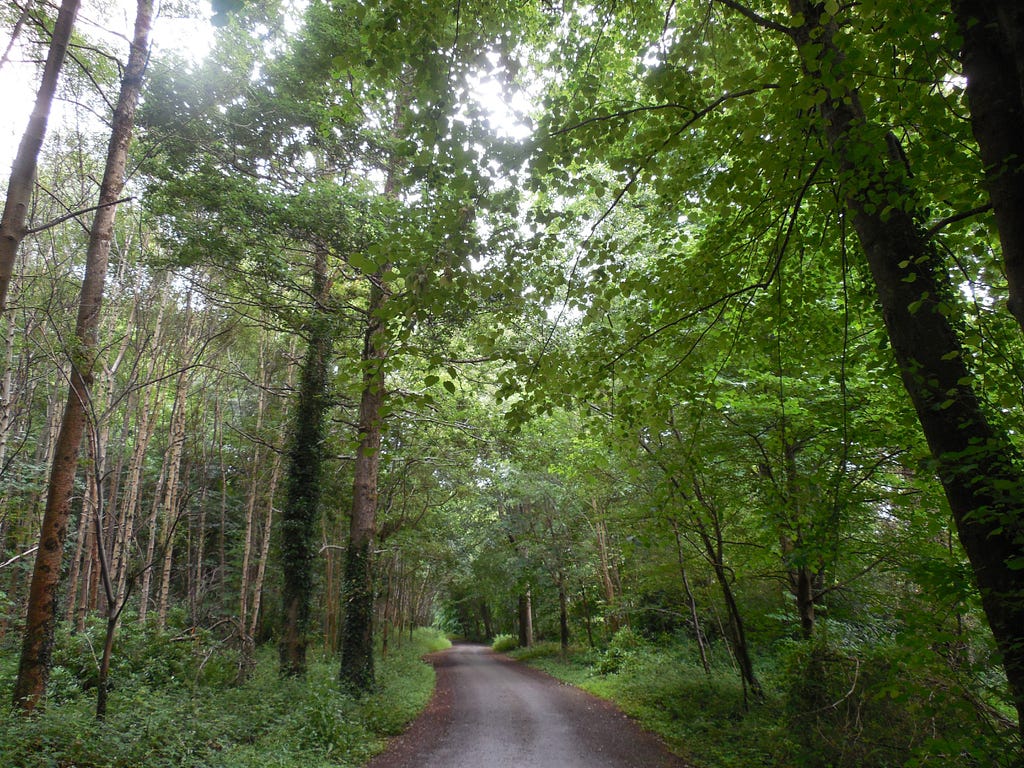 A trail leading through the trees of Killarney National Park, Ireland.