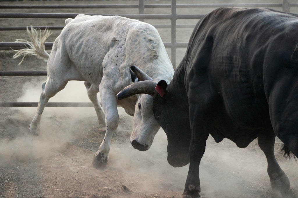two bulls fighting head to head