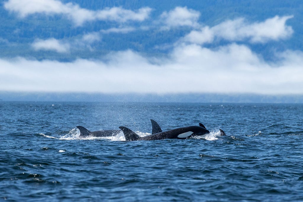 a pod of orcas in the Juan de Fuca Strait