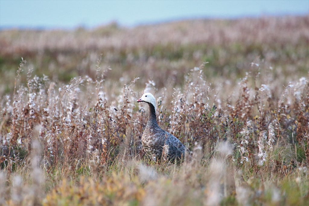 An emperor goose peeks out of the tundra foliage