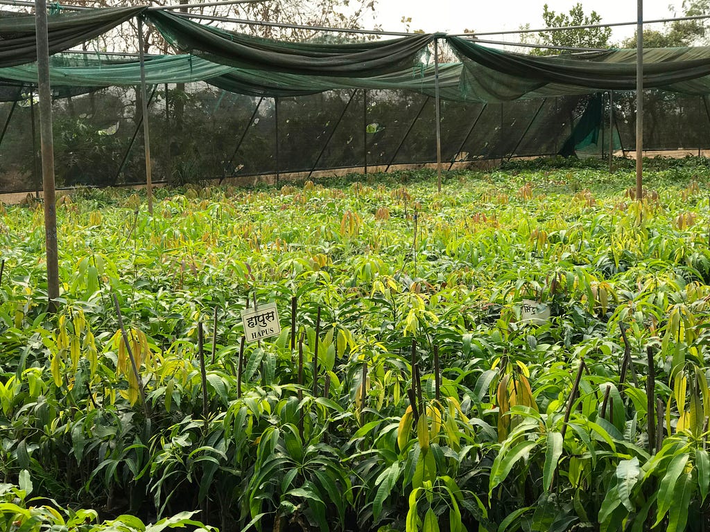 Mango plantation, Maharashtra