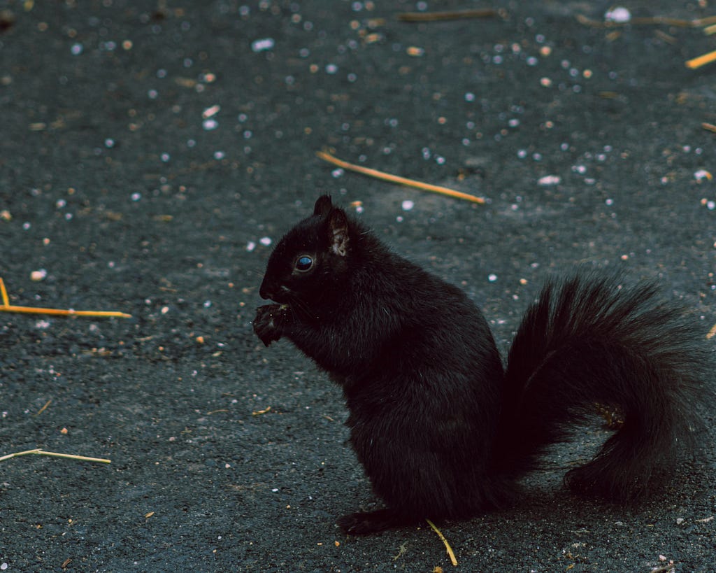 black squirrel, nuts, nature