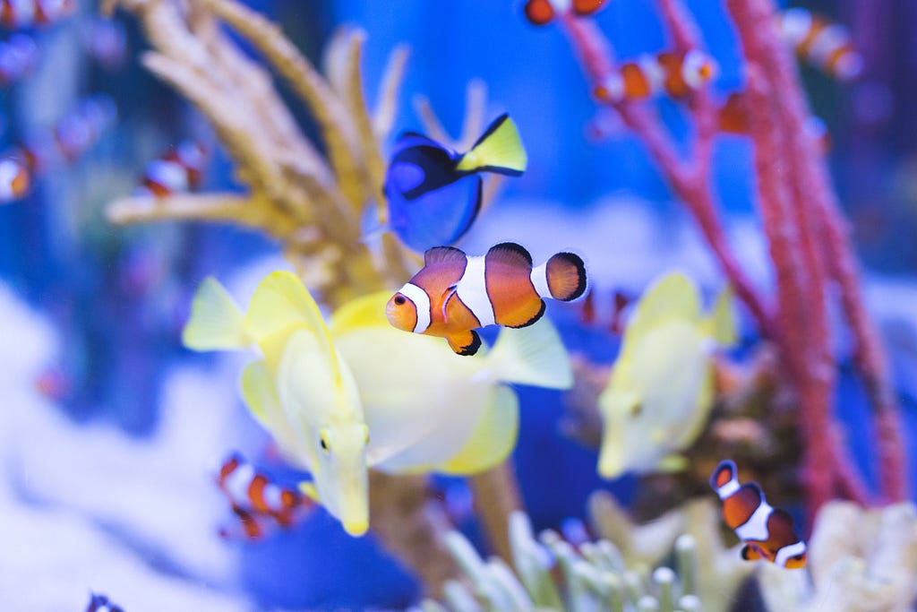 An orange clownfish is at the forefront of an aquarium full of several different species of underwater creatures. Behind the main subject are yellow fish, blue fish, and other clownfish, as well as multi-coloured underwater plants.