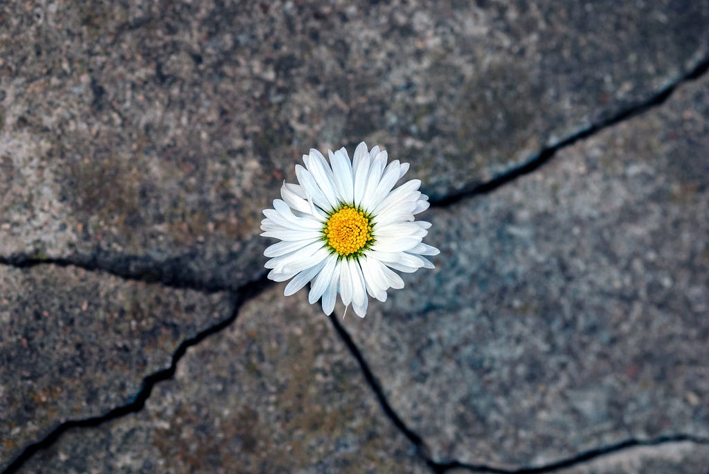 Photo of dandelion flower growing between cracks in the concrete floor