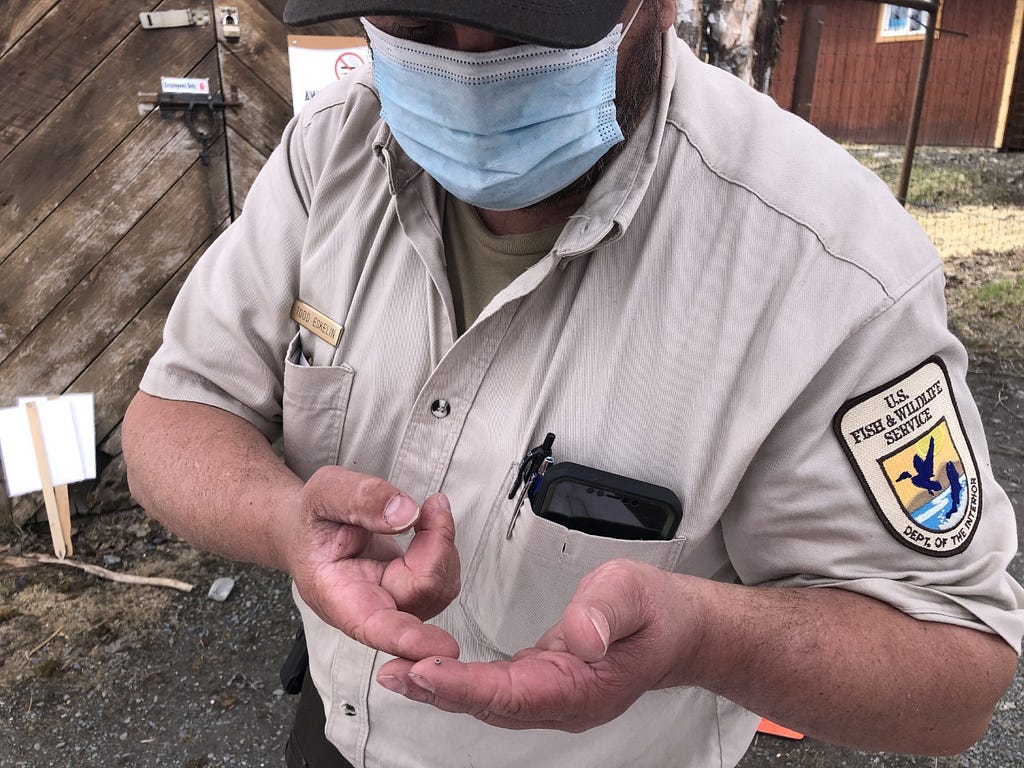 A fish and wildlife biologist holds a hummingbird band on his fingertip. It is the size of a pin head.