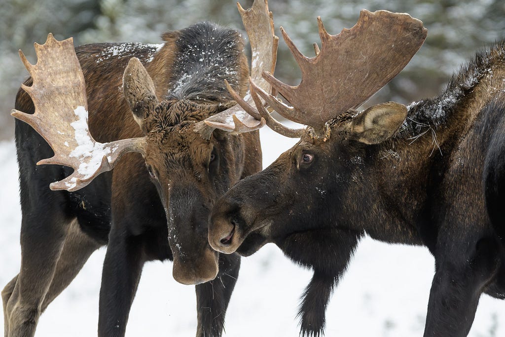 Two bull moose with their heads close together and antlers almost touching.