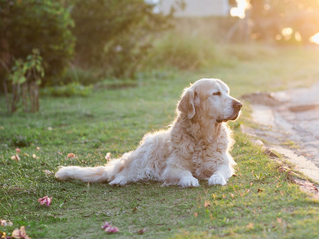 Full body image of golden retriever lying on the grass with his eyes closed, the sun setting behind him.