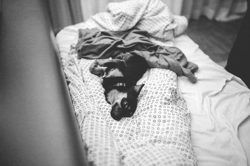 Cute dog sleeping on owner’s bed.