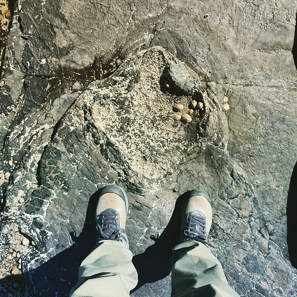 An imprint of a three-toed dinosaur footprint in a grey rock encrusted with barnacles and limpets, with human feet feet to show the scale. The dinosaur footprint is at least twice the length of the human foot, and about 4 times wider.