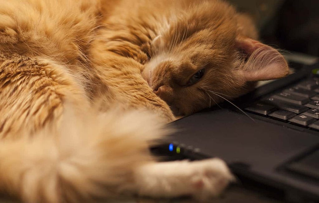 An orange cat curled up against a keyboard.