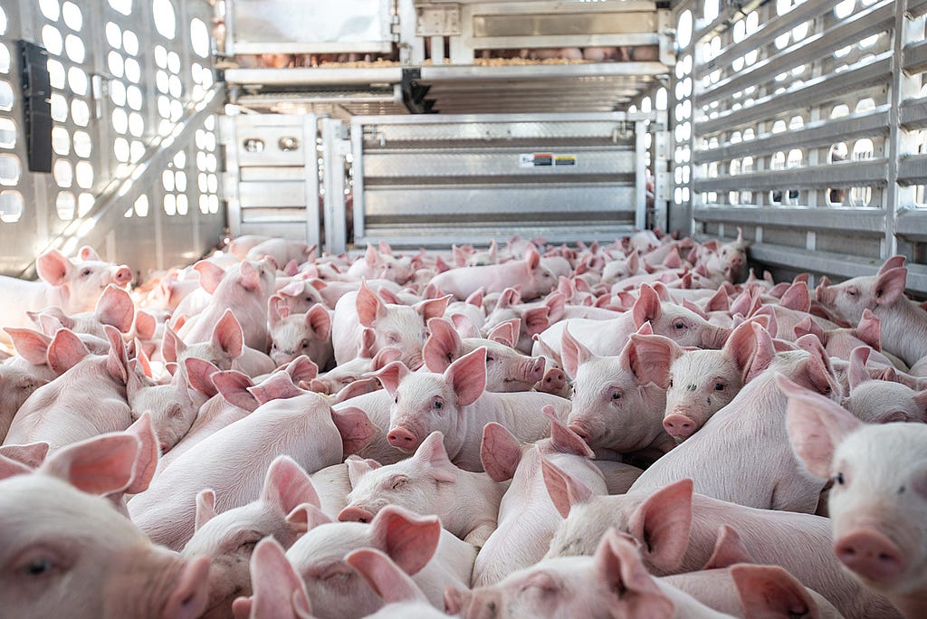 6000 piglets in a truck on an 8-hour journey. Canada, 2022. Jo-Anne McArthur / We Animals Media