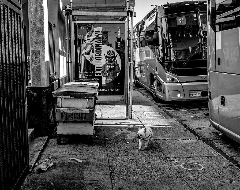 Dog eyes an abandoned shoe. “Google” buses at a MTA bis stop on Divisadero near Sutter. San Francisco, California. Photo: Robert Gumpert 1 July 2024