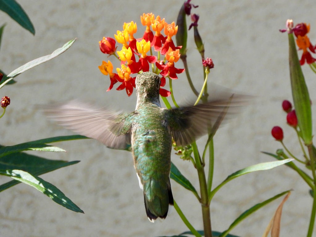 Female Black-chinned hummingbird feeding on tropical milkweed