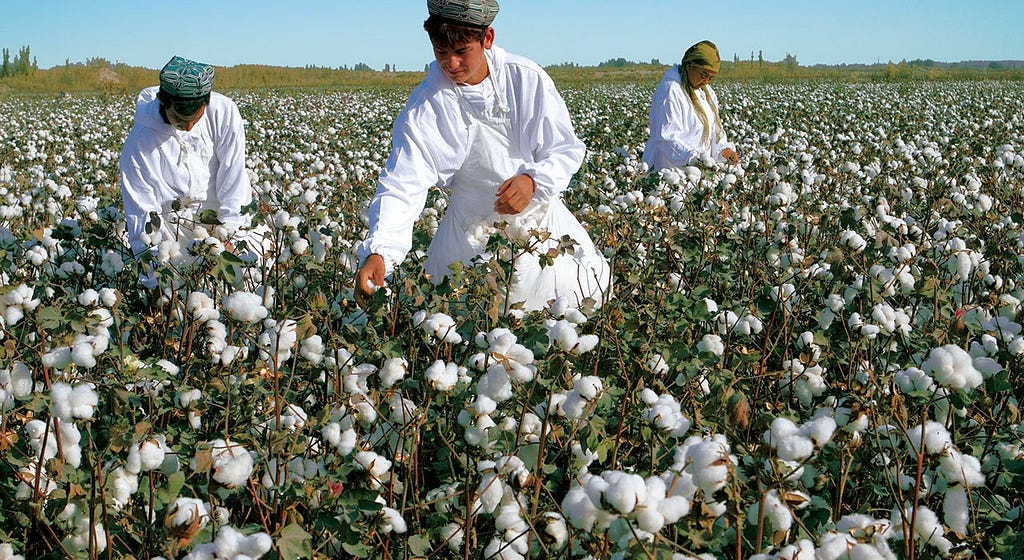 farmers harvesting cotton in a field