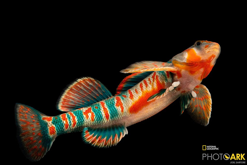 a close up professional photo of a colorful fish