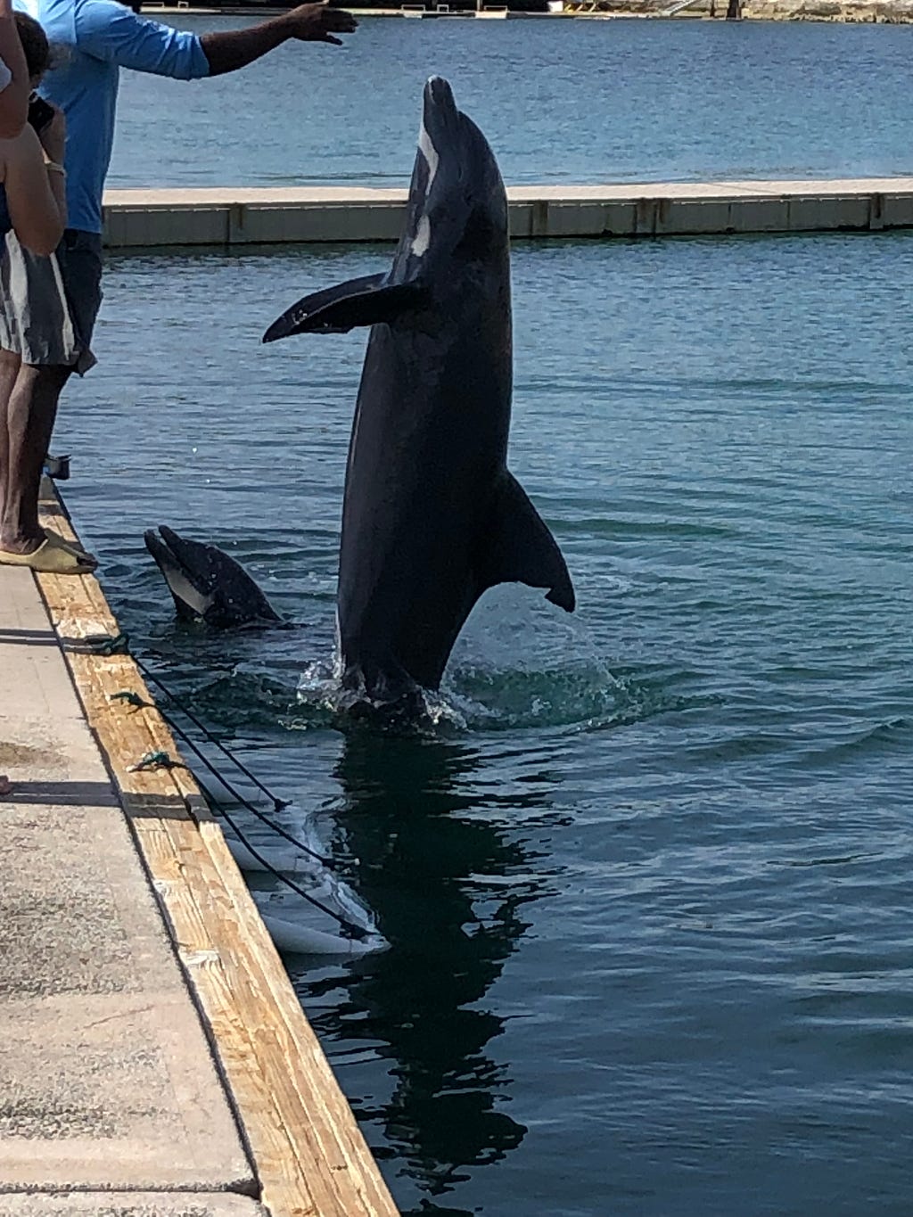 A beautiful gray dolphin jumps out of the water in response to a hand signal from his human friend, all but his tail are out of the water. A dolphin companion’s head is poking out of the water to watch.