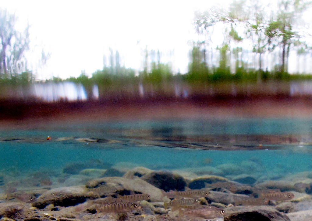 little fish in a blue tinted stream