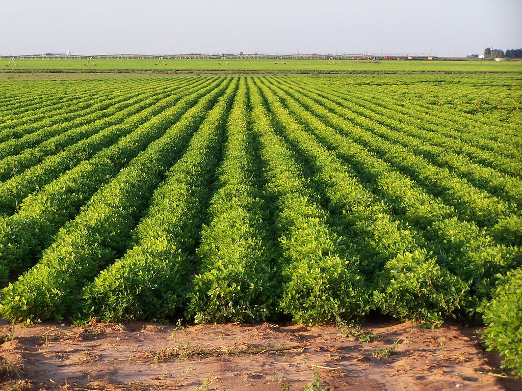 Rows of short green peanut plants.