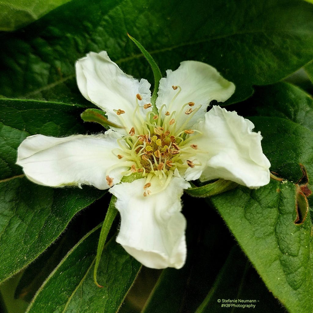 Close-up of a white medlar flower.