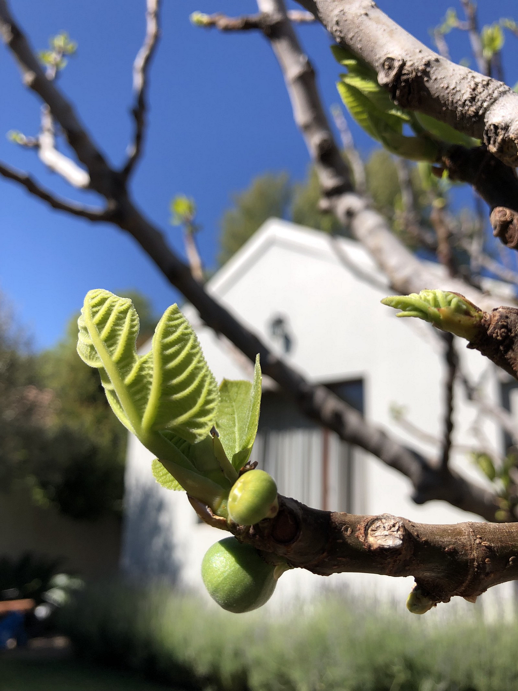 Spring new leaves and tiny figs sprout.