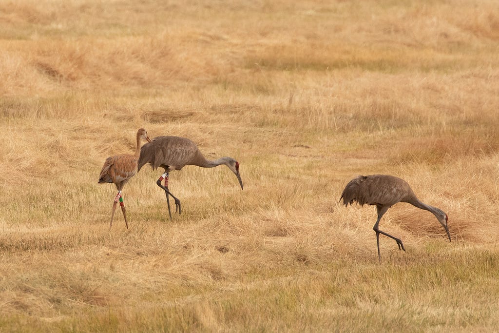 A greater Sandhill crane family, one parent and the juvenile banded at Modoc NWR in 2019.