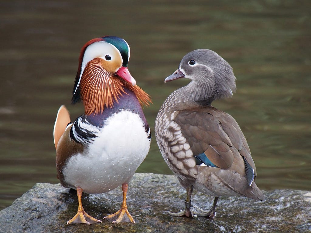 A photograph of a pair of Mandarin ducks with dramatically differently bills and feathers in Martin Mere, UK