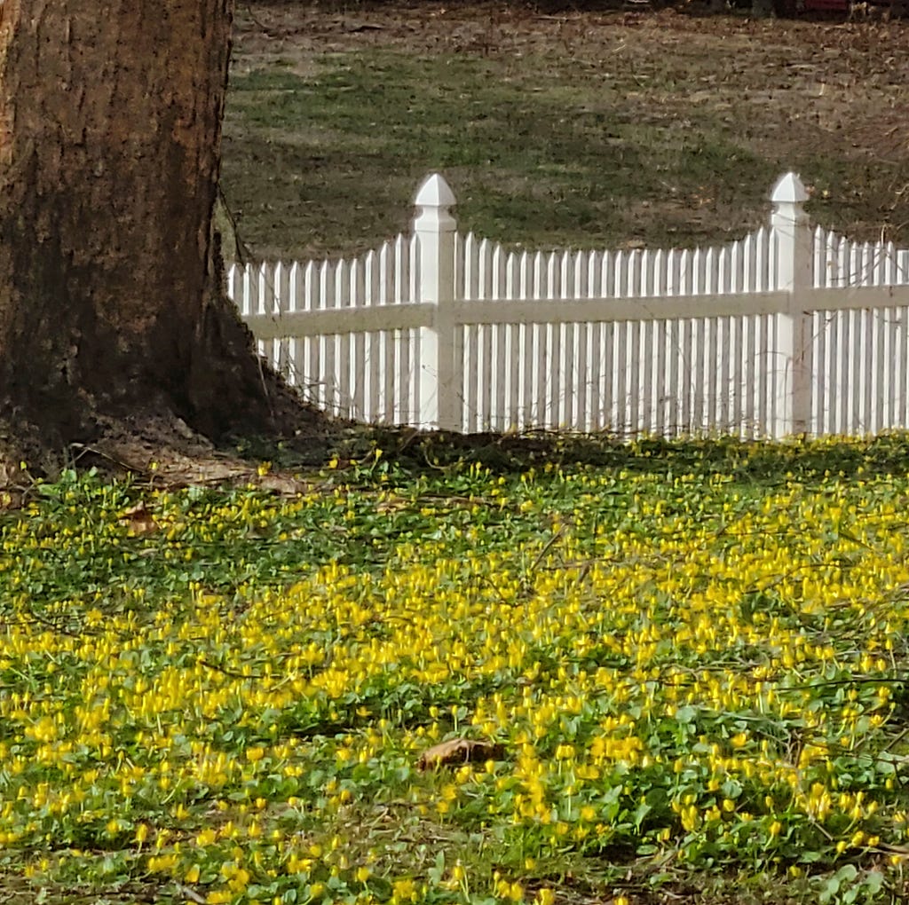 A lawn surrounding a large tree trunk and white fence, blanketed with yellow flowers, including dandelions