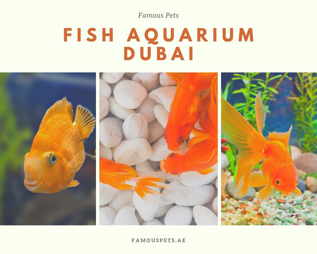 Fish Aquarium Dubai
