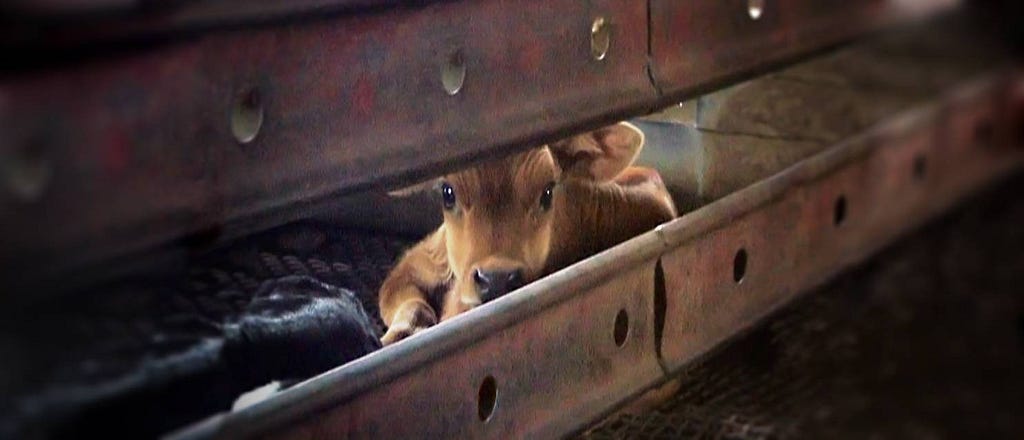 An image of calf waiting to be slaughtered