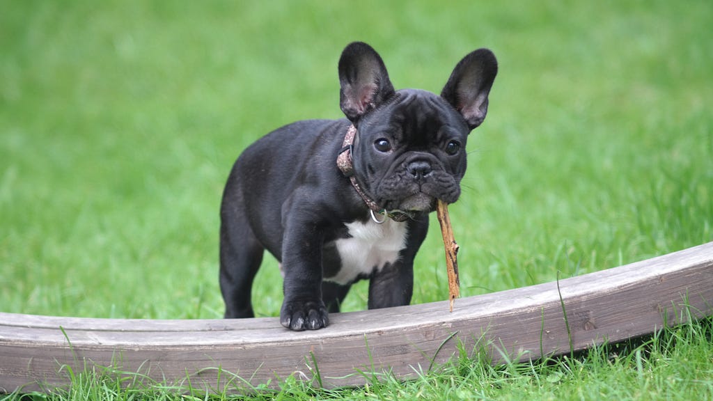 Black and white French Bulldog with stick in its mouth.
