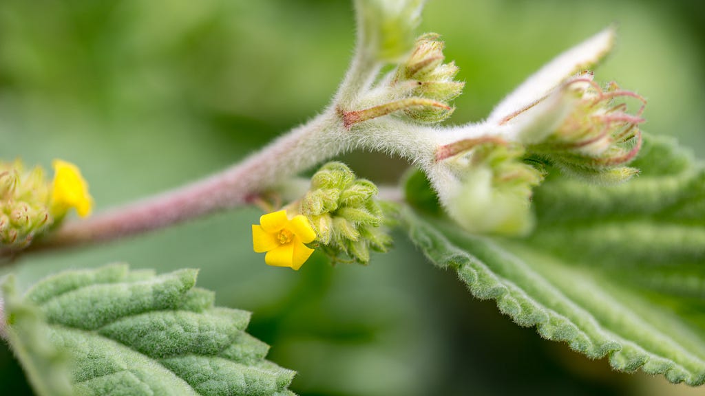 ʻUhaloa plant with small yellow flowers, green leaves, and flower buds.