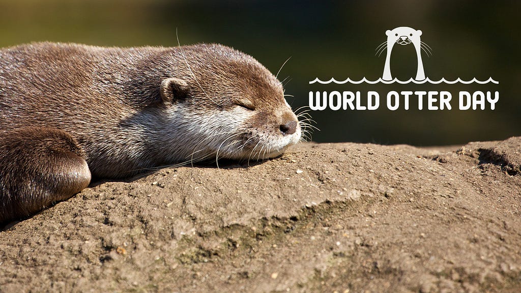 World Otter Day