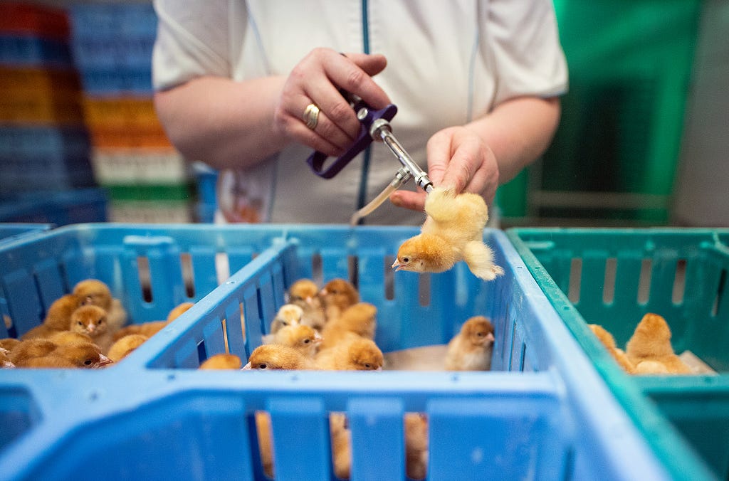 A day-old chick squirms as a worker administers a vaccine at a hatchery. Poland, 2018. Andrew Skowron / We Animals Media