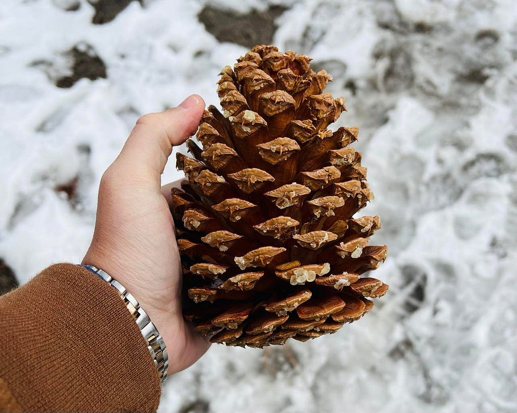 A massive pinecone from Lake Tahoe held in someone’s hand for scale, with snow on the ground