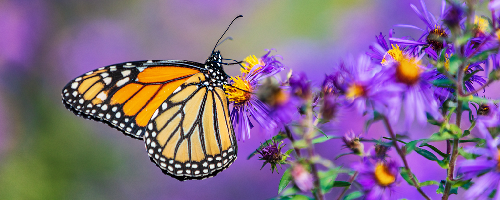 A photo of a Monarch butterfly feeding on purple aster flower. Photo credit: Adobe Stock Images