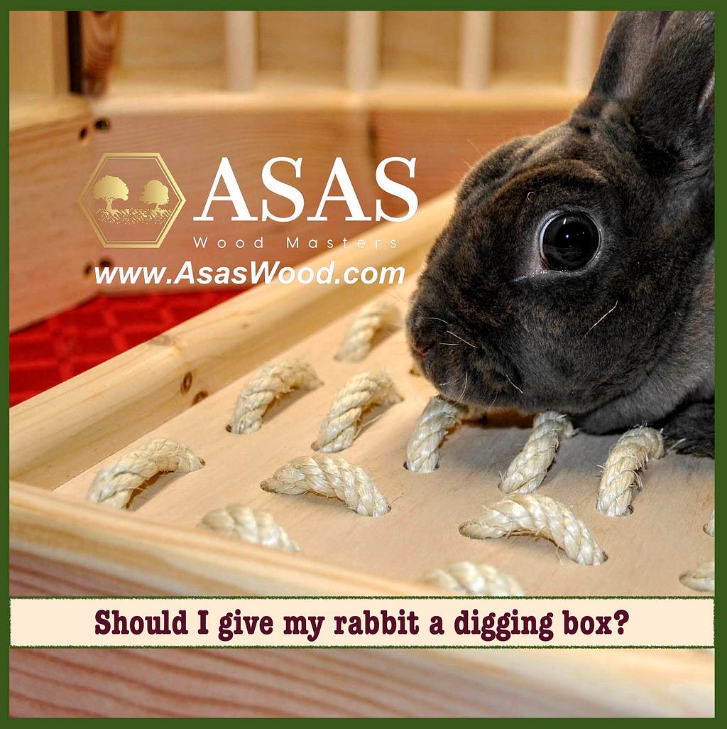 Cute bunny rabbit is watching and playing with rabbit digging box created by Asaswood