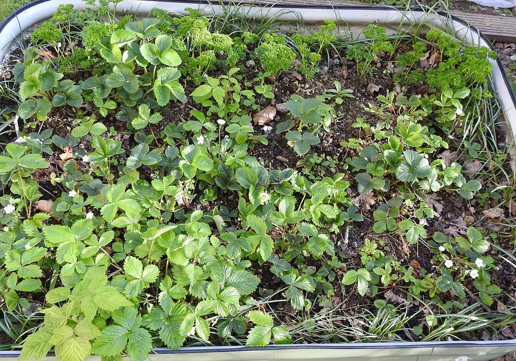 Photo of my strawberries and parsley
