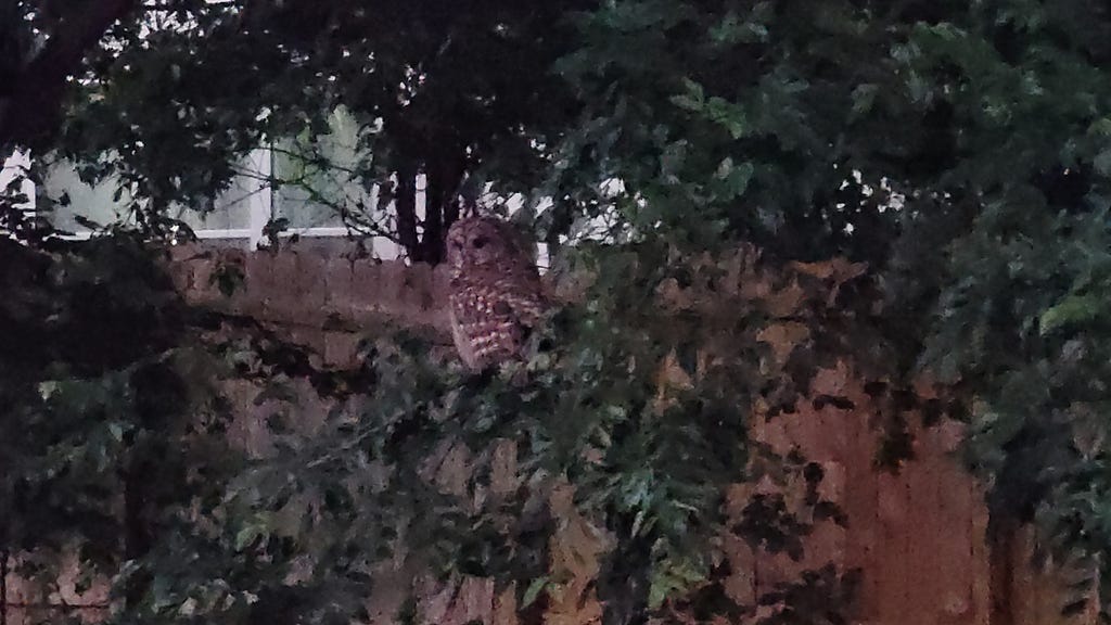 A barred owl perched in a tree next to a suburban fence.