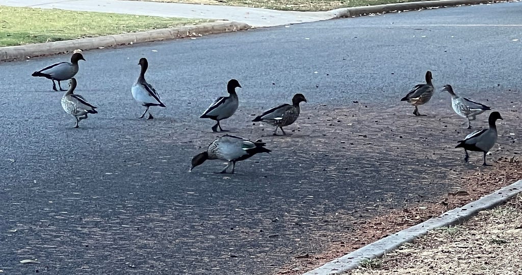 Ducks on a road